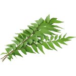 Curry leaf