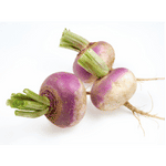Turnip