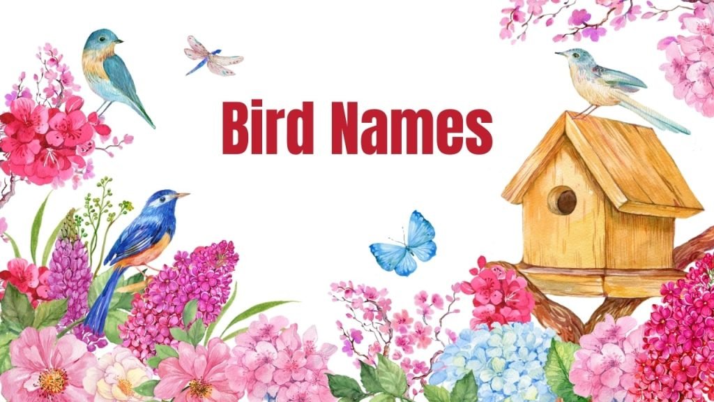 Birds Names