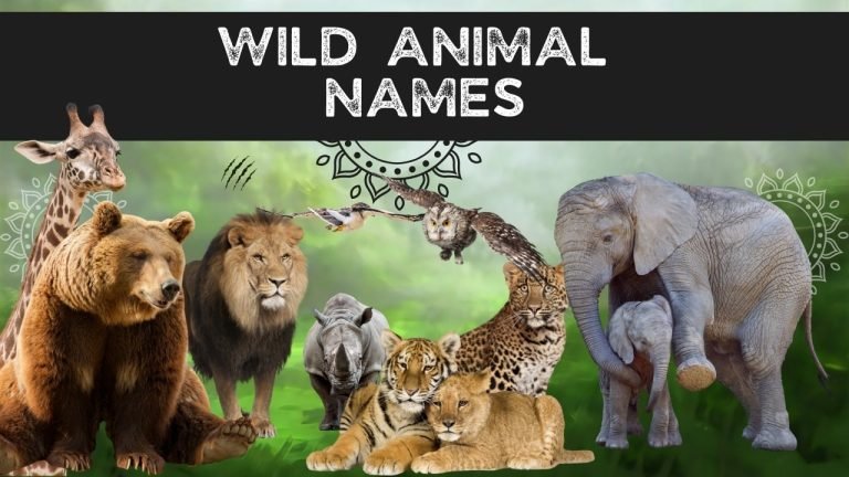 Wild Animals Names: List of 100+ Names in English - Spoken English Guru