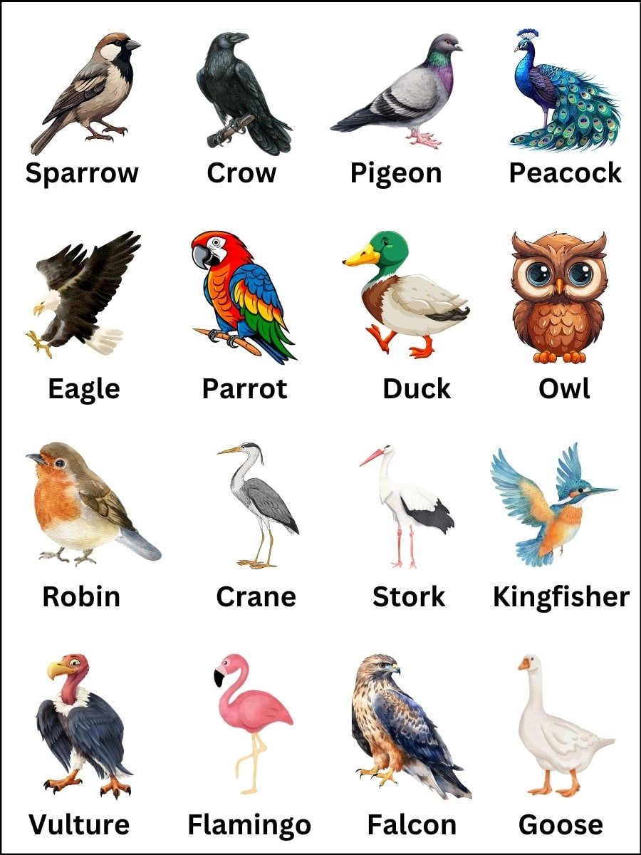 Birds Names