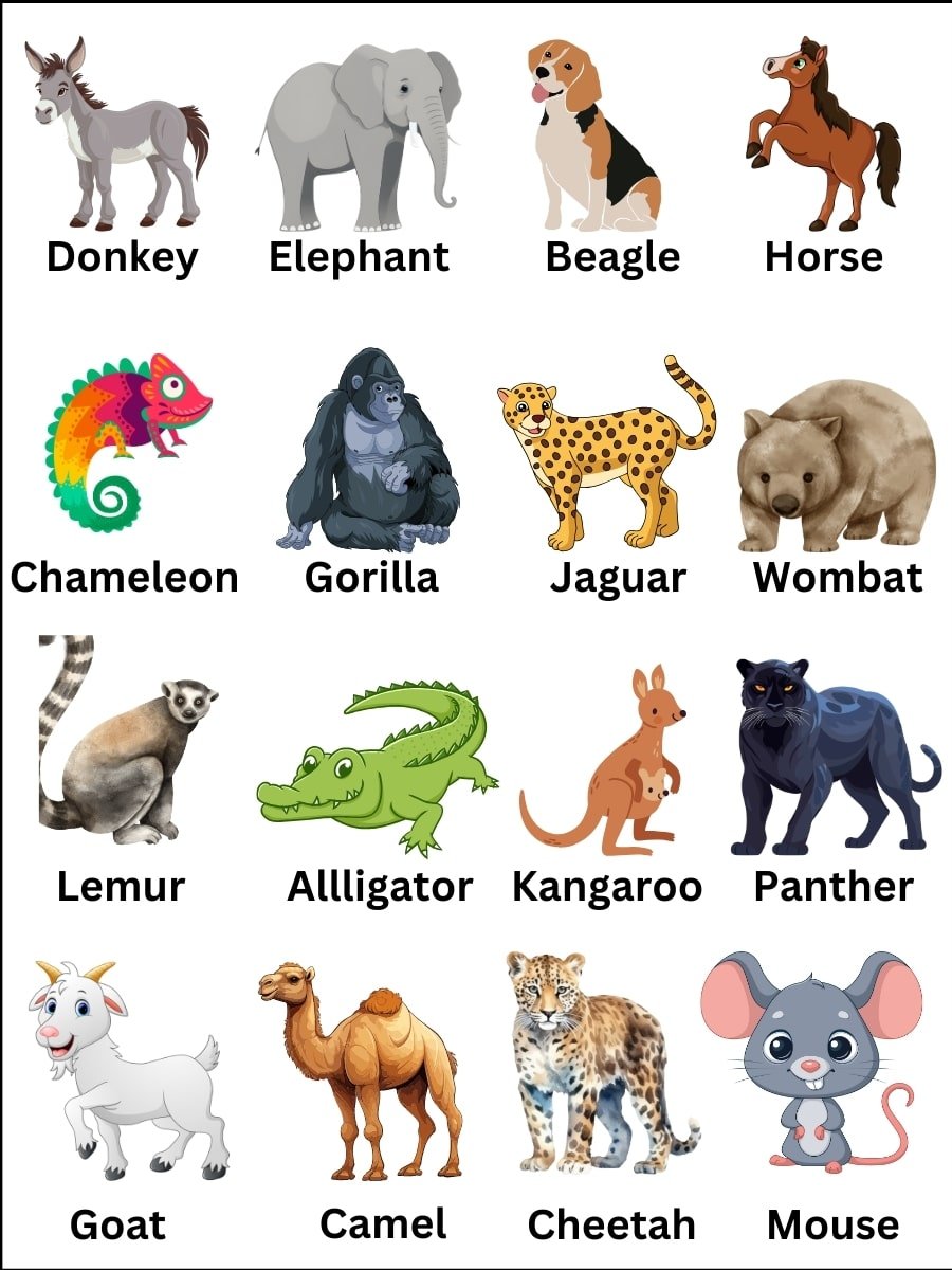 Animals Name